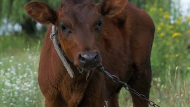 A Graze de vaca de bezerro cinza em um prado — Vídeo de Stock