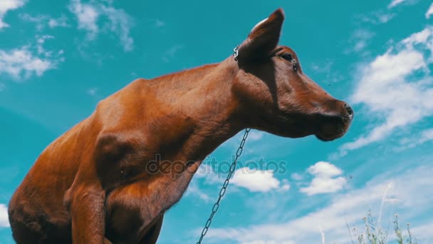 Gray Cow Grazing on Meadow on Sky Background (en inglés). Moción lenta — Vídeo de stock