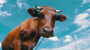 Gri inek gökyüzü arka plan üzerinde çayır üzerinde otlatma. Ağır çekim