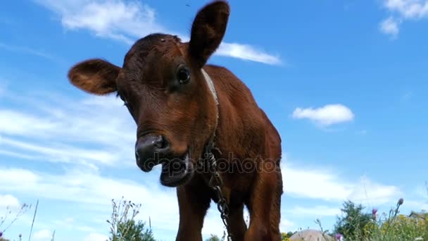 The Gray Calf Cow Graze on a Meadow on Sky Background. Mouvement lent — Video