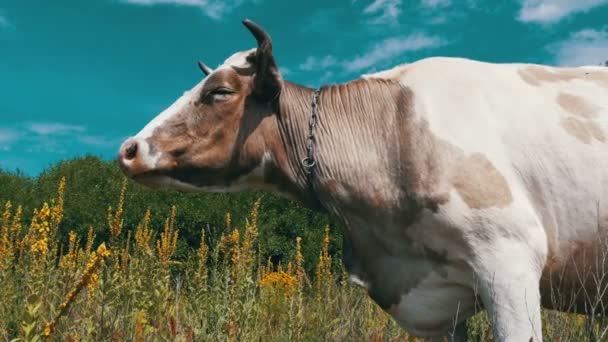 Hermosa vaca gris y blanca pastando en el prado — Vídeo de stock