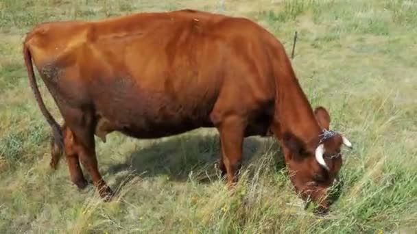 Kuh weidet auf einer Weide in der Nähe des Dorfes — Stockvideo