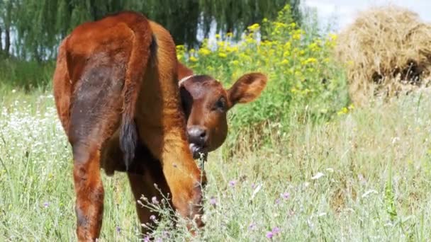 Die graue Kälberkuh grast auf einer Weide — Stockvideo