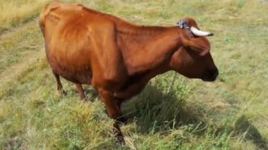 İnek otlatma köyü yakınlarında bir çayırda