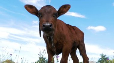 Gökyüzü arka plan üzerinde bir çayır üzerinde gri buzağı inek sıyırdı. Ağır çekim