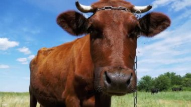 Çayır üzerinde otlatma ve gökyüzü arka plan kamerada kokulu gri inek. Ağır çekim