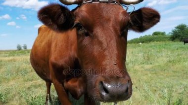 Çayır üzerinde otlatma ve gökyüzü arka plan kamerada kokulu gri inek. Ağır çekim