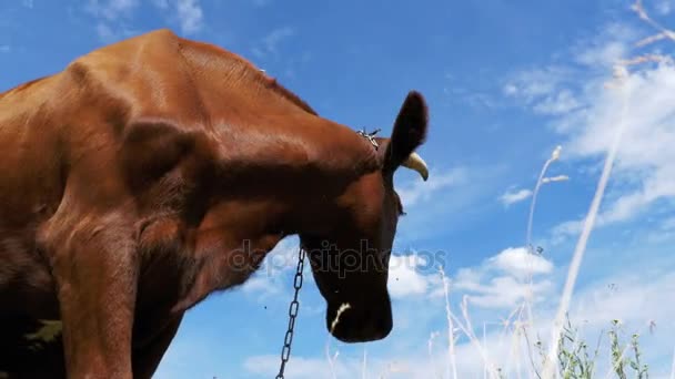 Cow Grazing en un prado en el cielo Fondo — Vídeo de stock