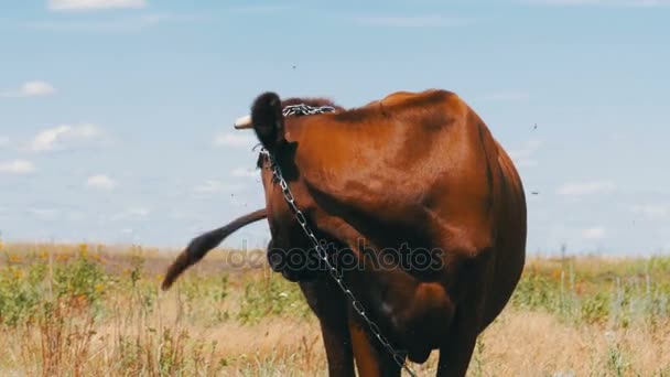 Cow Grazing in a Meadow near the Village — Stock Video