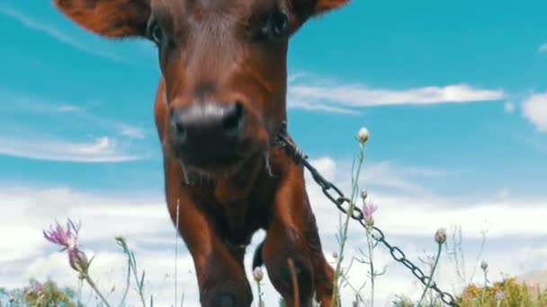 De grijze kalf-koe grazen op een weide op hemelachtergrond en ruiken van de Camera. Slow Motion — Stockvideo