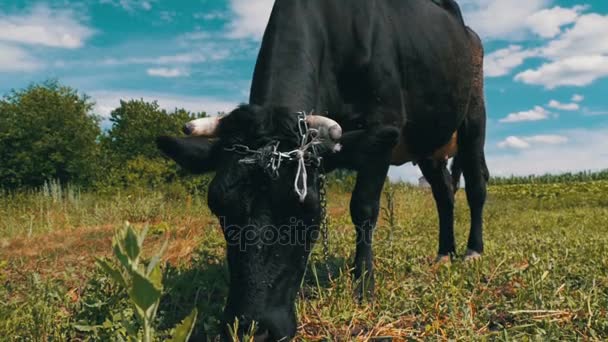 Black Cow Grazing on Meadow, perto da Village on Sky Background. Movimento lento — Vídeo de Stock