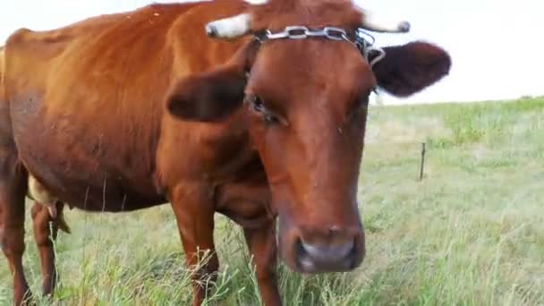 Vaca pastando en un prado cerca de la aldea — Vídeos de Stock