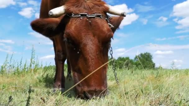 灰色の牛は空を背景に牧草地に放牧します。スローモーション — ストック動画