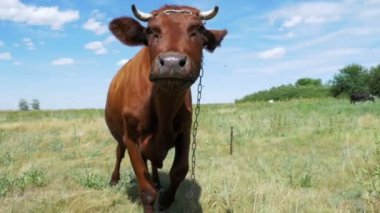 Çayır üzerinde otlatma ve gökyüzü arka plan kamerada kokulu güzel gri inek. Ağır çekim