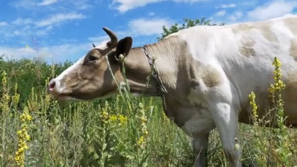Beautiful Gray and White Cow Grazing on Meadow — Stock Footage Beautiful Gray and White Cow Grazing on Meadow Royalty Free Stock Footage