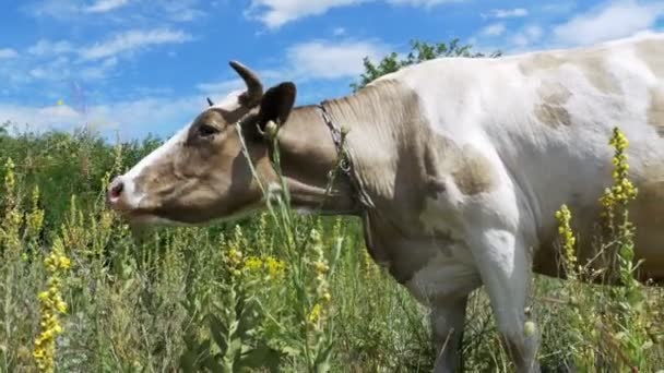 Bella mucca grigia e bianca al pascolo sul prato — Video Stock