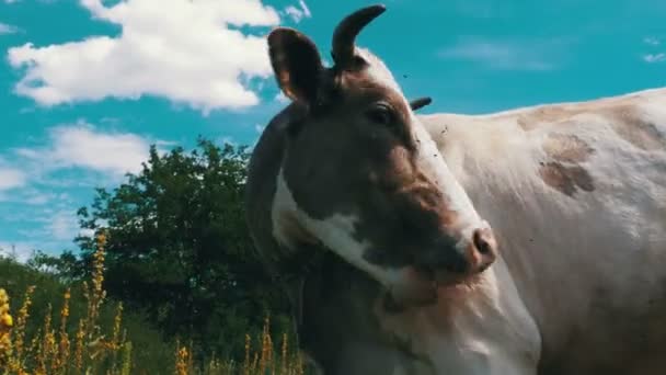 Όμορφα γκρίζα και άσπρα αγελάδα που βόσκουν στο Λιβάδι — Αρχείο Βίντεο