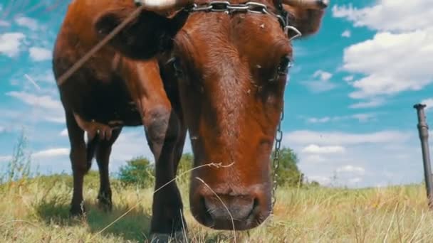 Grijze koe grazen in de weide op hemelachtergrond. Slow Motion — Stockvideo