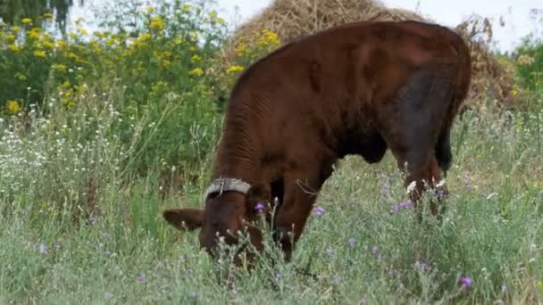 Pasą się krowy szary łydki w łące — Wideo stockowe