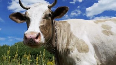 Gökyüzü arka plan üzerinde bir çayır üzerinde otlatma güzel gri ve beyaz inek. Ağır çekim
