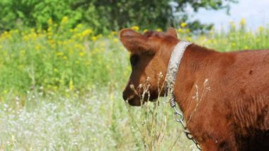 Bir çayırda gri buzağı inek sıyırdı. Ağır çekim