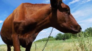 Gri inek gökyüzü arka plan üzerinde çayır üzerinde otlatma. Ağır çekim