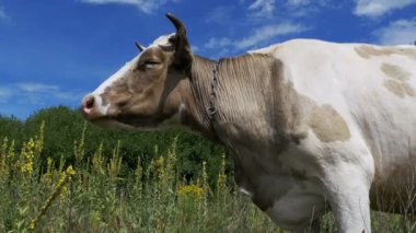 Çayır üzerinde otlatma güzel gri ve beyaz inek