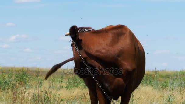Pascolare mucca in un prato vicino al villaggio — Video Stock