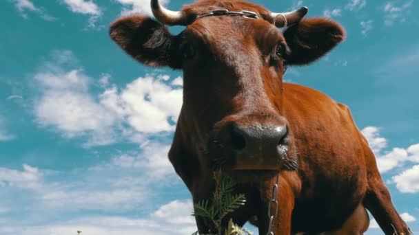 Όμορφα γκρίζα αγελάδα βόσκηση στο Λιβάδι και μυρίζοντας την κάμερα στο φόντο του ουρανού. Αργή κίνηση — Αρχείο Βίντεο