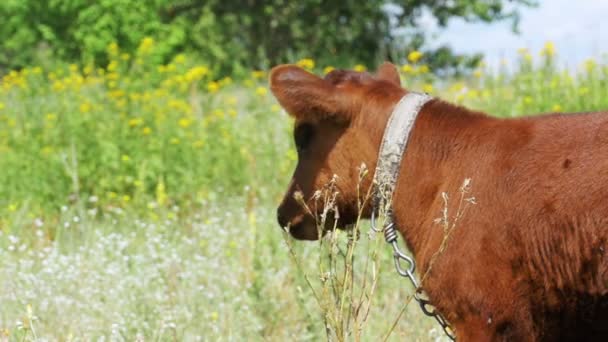 The Gray Calf Cow Graze in a Meadow. Moción lenta — Vídeo de stock