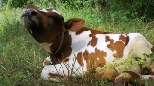 Szürke-fehér borjú tehén feküdt rét és füvet rág — Stock videók