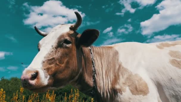 Hermosa vaca gris y blanca pastando en un prado en el fondo del cielo. Moción lenta — Vídeos de Stock