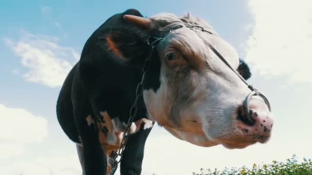 グレーと白の牛は空を背景に牧草地に放牧します。スローモーション — ストック動画