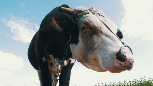 Grijze en witte stier grazen in de weide op hemelachtergrond. Slow Motion — Stockvideo