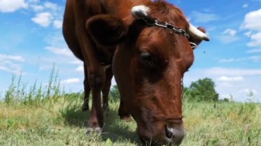 Gri inek gökyüzü arka plan üzerinde çayır üzerinde otlatma. Ağır çekim