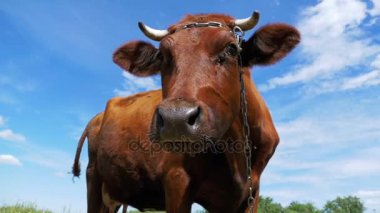 Gri inek gökyüzü arka plan üzerinde çayır üzerinde otlatma. Ağır çekim