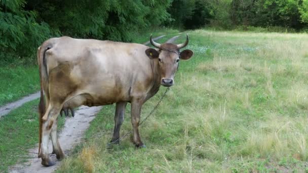 Hermoso gris y blanco toro pastando en el prado — Vídeos de Stock