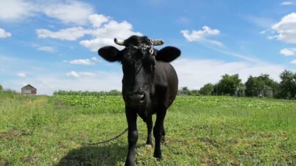 Чорний корова випасу на галявині біля села на фоні неба. Повільний рух — стокове відео