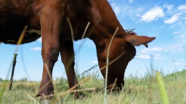 Szürke tehén a háttérben ég rét legelő. Lassú mozgás — Stock videók