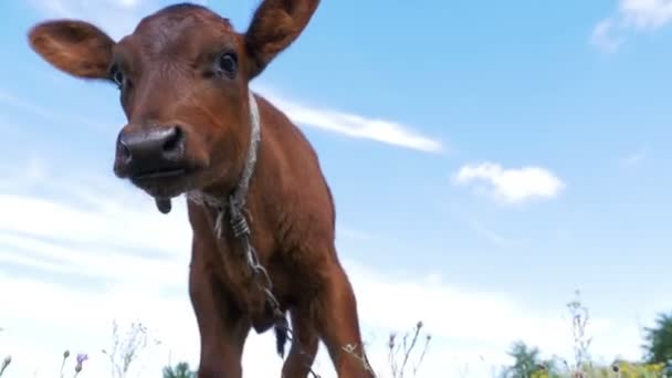 Hermosa pantorrilla de toro gris pastando en Meadow y oliendo la cámara en Sky Background — Vídeo de stock