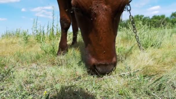 Gray Cow Grazing on Meadow on Sky Background. Mouvement lent — Video