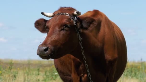 Η βόσκηση ΙΤ αγελάδα σε ένα λιβάδι κοντά στο χωριό — Αρχείο Βίντεο