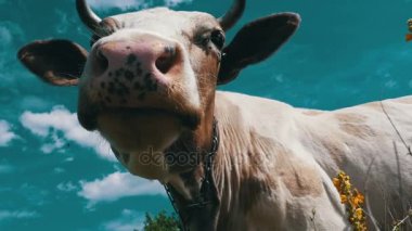 Gökyüzü arka plan üzerinde otlatma güzel gri ve beyaz inek