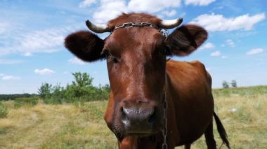 Çayır üzerinde otlatma ve gökyüzü arka plan kamerada kokulu güzel gri inek. Ağır çekim
