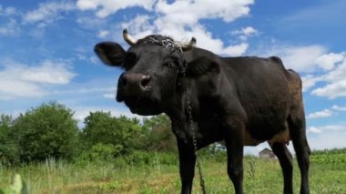 Siyah inek çayır gökyüzü arka plan üzerinde köyü yakınlarında otlatma. Ağır çekim
