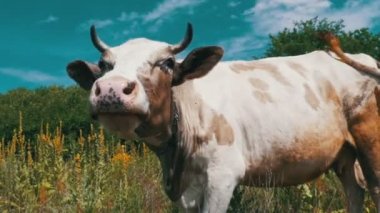 Çayır üzerinde otlatma ve gökyüzü arka plan kamerada kokulu güzel gri ve beyaz inek. Ağır çekim
