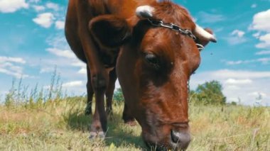 Gri inek gökyüzü arka plan üzerinde çayır üzerinde otlatma. Ağır çekim