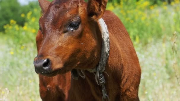 The Gray Calf Cow Graze in a Meadow. Movimento lento — Vídeo de Stock