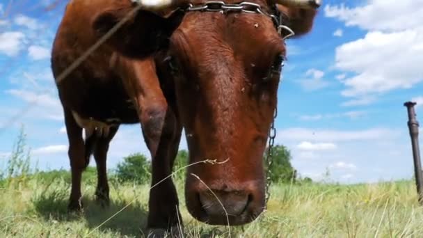 Gray Cow Grazing on Meadow on Sky Background (en inglés). Moción lenta — Vídeo de stock