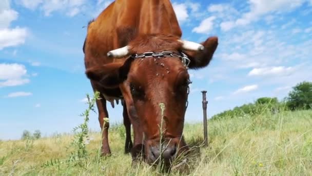 Šedé krávy pasoucí se na louce na pozadí oblohy. Zpomalený pohyb — Stock video